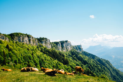 PURITO - 100% Grass-Fed Tallow